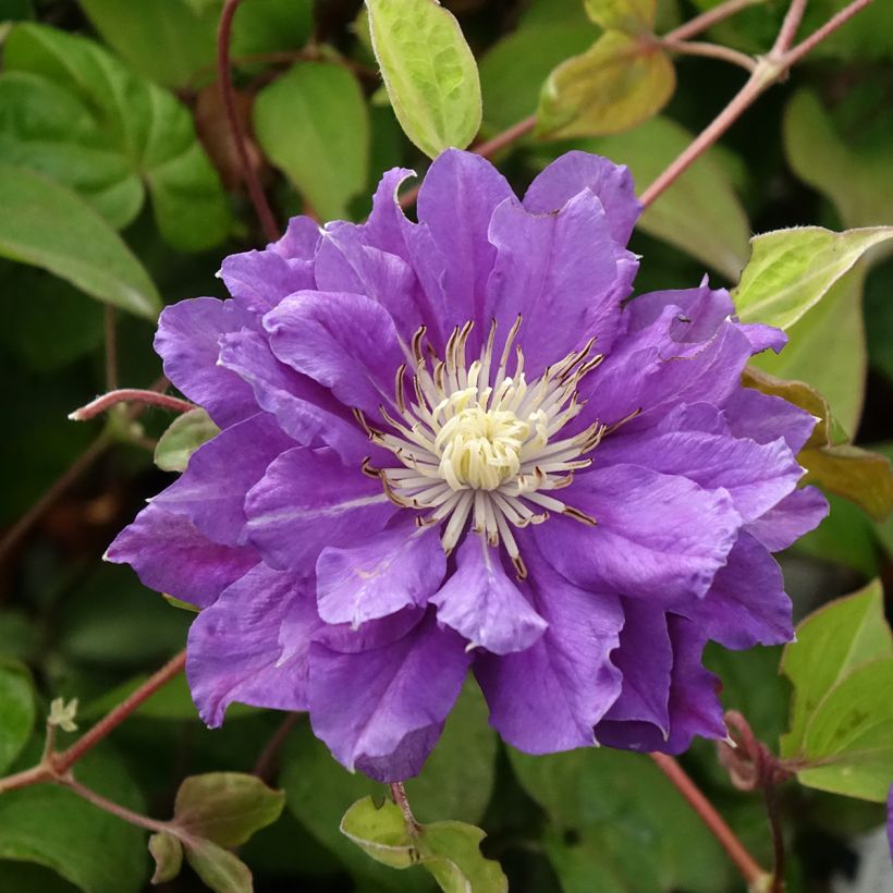 Clématite - Clematis Kiri Te Kanawa (Flowering)