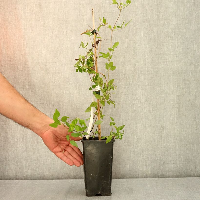 Spécimen de Clématite - Clematis Kokonoe Pot de 1L/1,5L tel que livré en été
