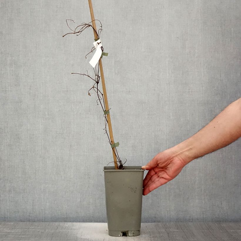 Example of Clématite - Clematis Lasurstern Pot de 1,5L/2L as you get in printemps