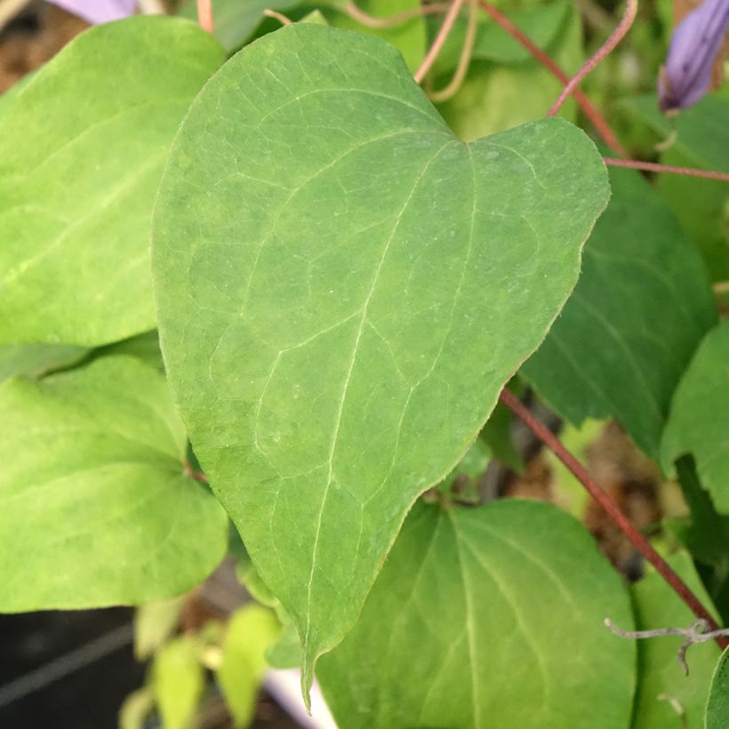 Clématite - Clematis Lawsoniana (Foliage)
