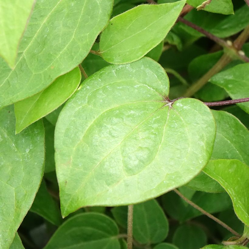 Clématite - Clematis Margaret Hunt (Feuillage)