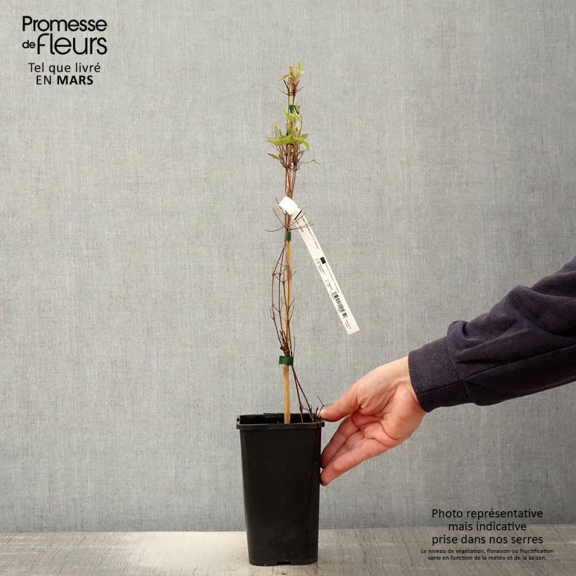 Example of Clématite - Clematis Marmori Pot de 1,5L/2L as you get in printemps