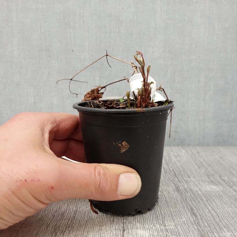 Example of Clématite - Clematis Miss Bateman Godet de 8/9 cm as you get in printemps