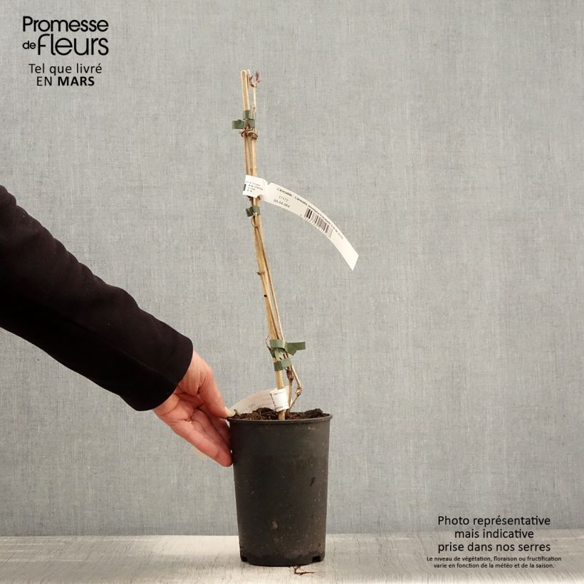 Example of Clématite - Clematis montana Elisabeth Pot de 2L/3L as you get in printemps
