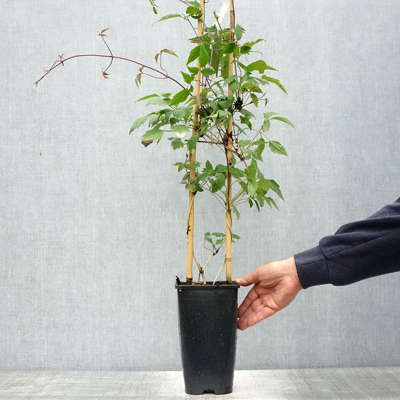 Spécimen de Clématite - Clematis montana Giant Star Pot de 3L/4L tel que livré au printemps