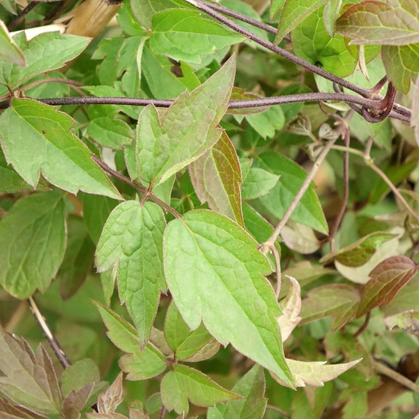 Clématite - Clematis montana Spooneri (Foliage)