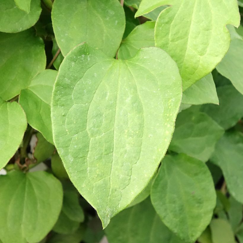 Clématite - Clematis Mrs Cholmondeley (Foliage)