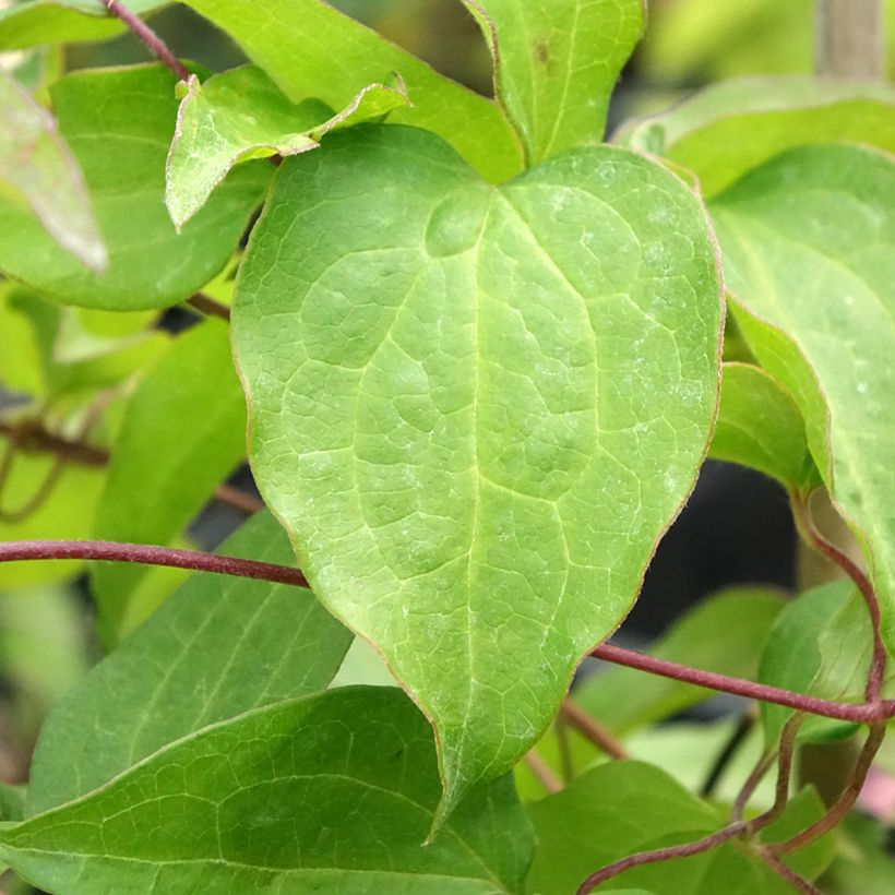 Clématite - Clematis Mrs. Georges Jackman (Foliage)