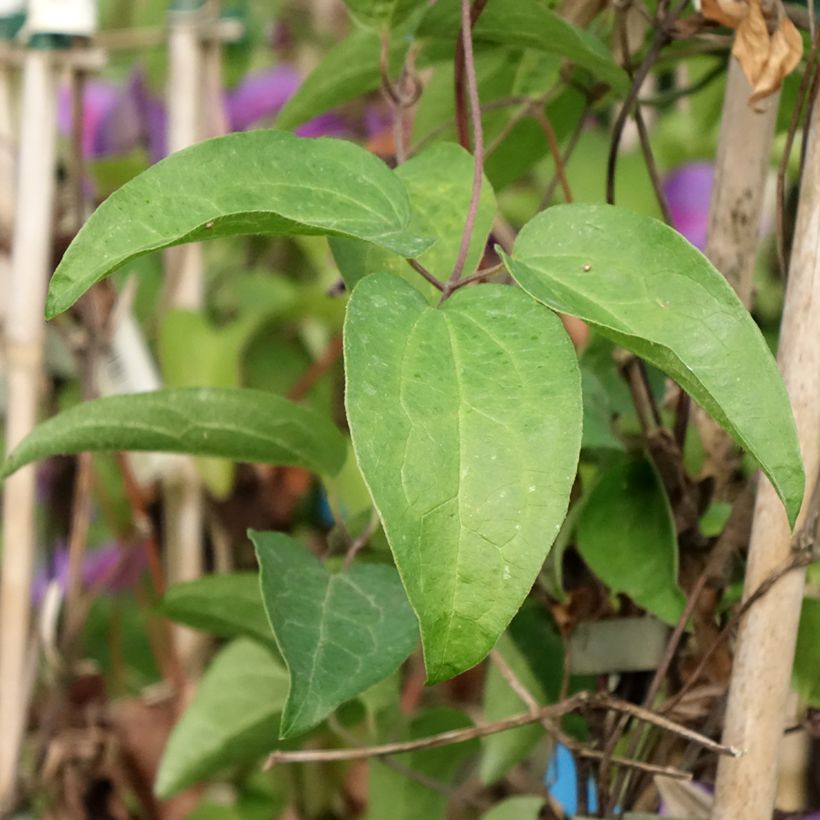 Clématite - Clematis Mrs N. Thompson (Foliage)