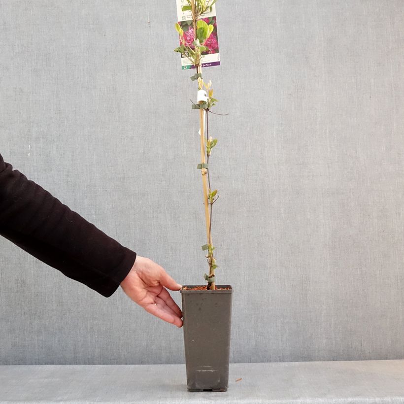 Example of Clématite - Clematis My Darling Pot de 2L/3L as you get in printemps