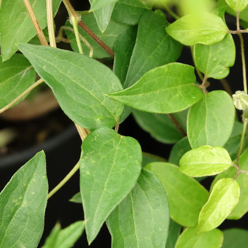 Clématite -Clematis Myosotis (Feuillage)