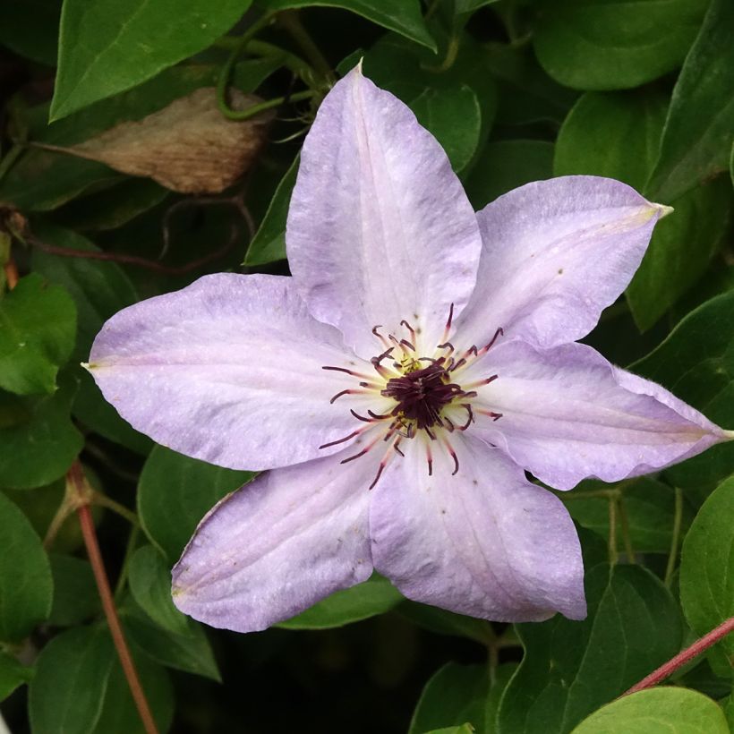 Clématite -Clematis Myosotis (Floraison)