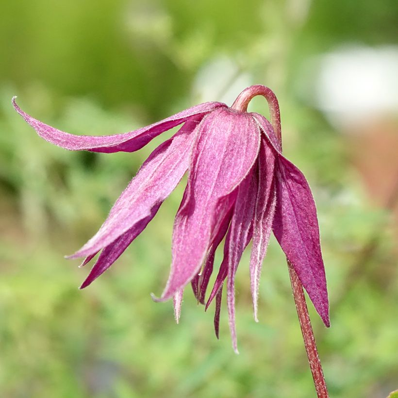 Clématite - Clematis Octopus (Flowering)