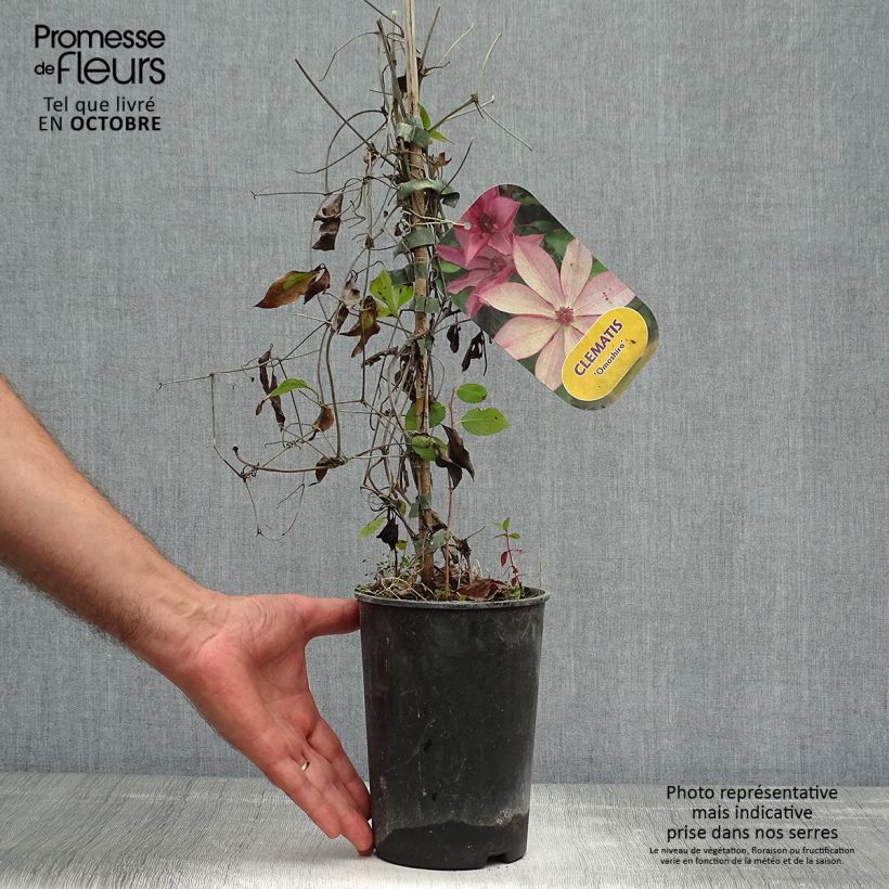 Spécimen de Clématite - Clematis Omoshiro Pot de 2L/3L tel que livré en automne