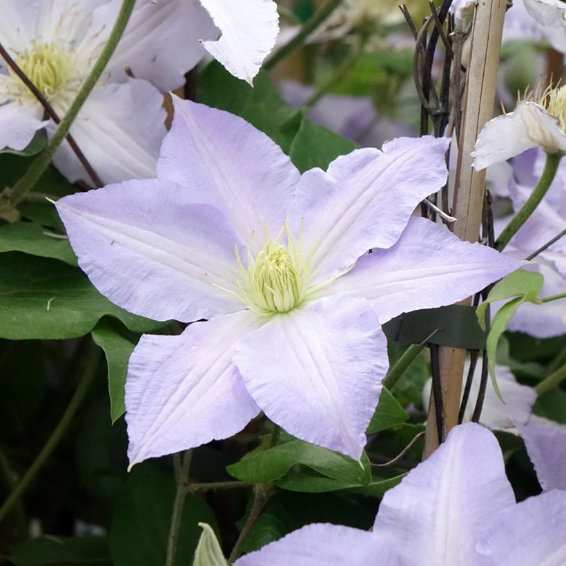 Clématite - Clematis patens Spotlight (Flowering)