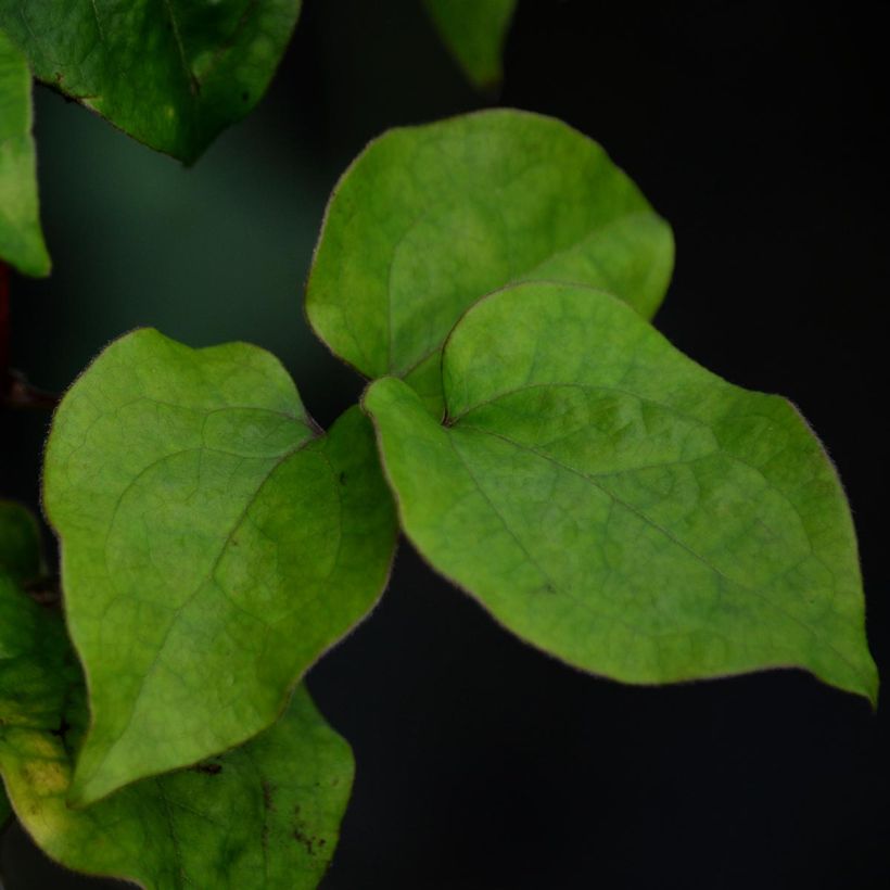 Clématite - Clematis Veronica's Choice (Foliage)