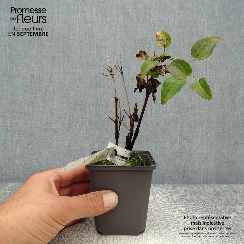 Spécimen de Clématite - Clematis Piilu Godet de 8/9 cm tel que livré en automne