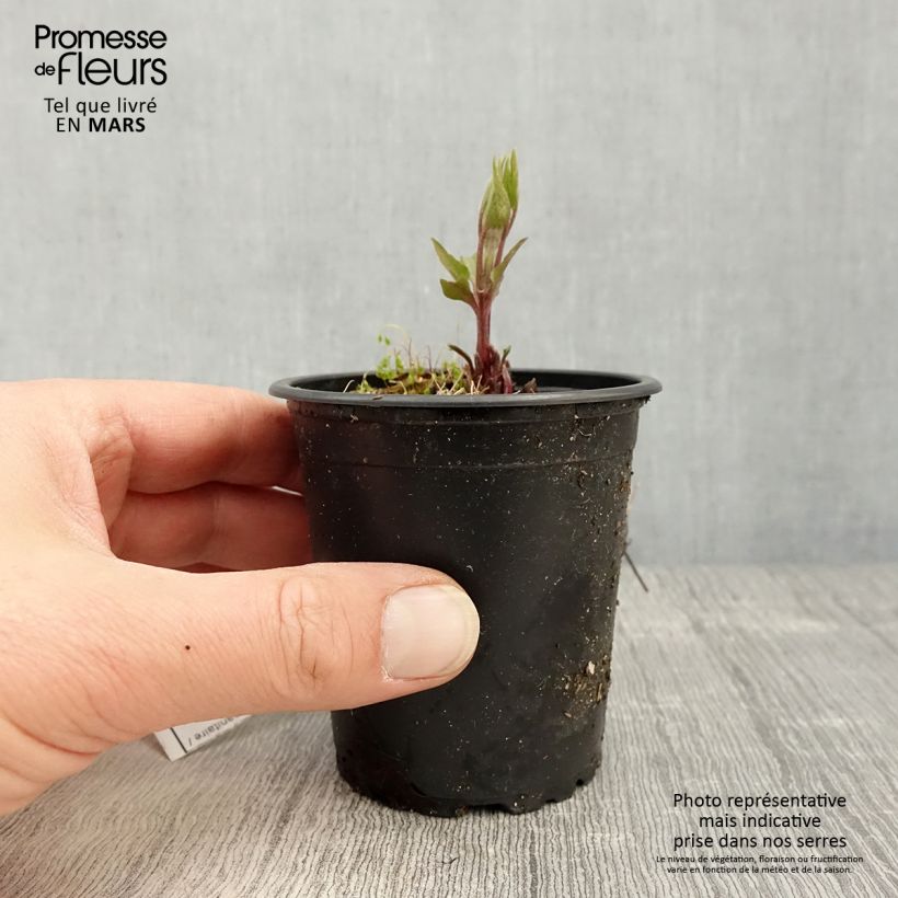 Example of Clématite - Clematis Piilu Godet de 8/9 cm as you get in printemps