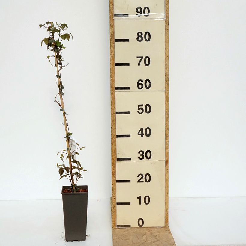 Example of Clématite - Clematis Pistachio Cake Pot de 2L/3L as you get in printemps