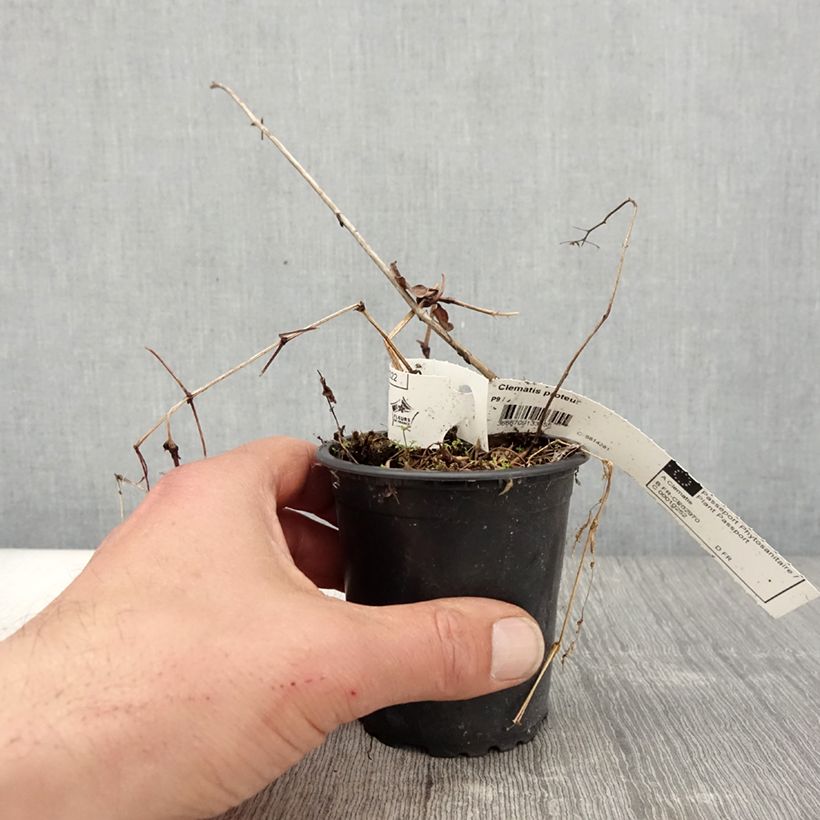 Example of Clématite - Clematis Proteus Godet de 8/9 cm as you get in printemps