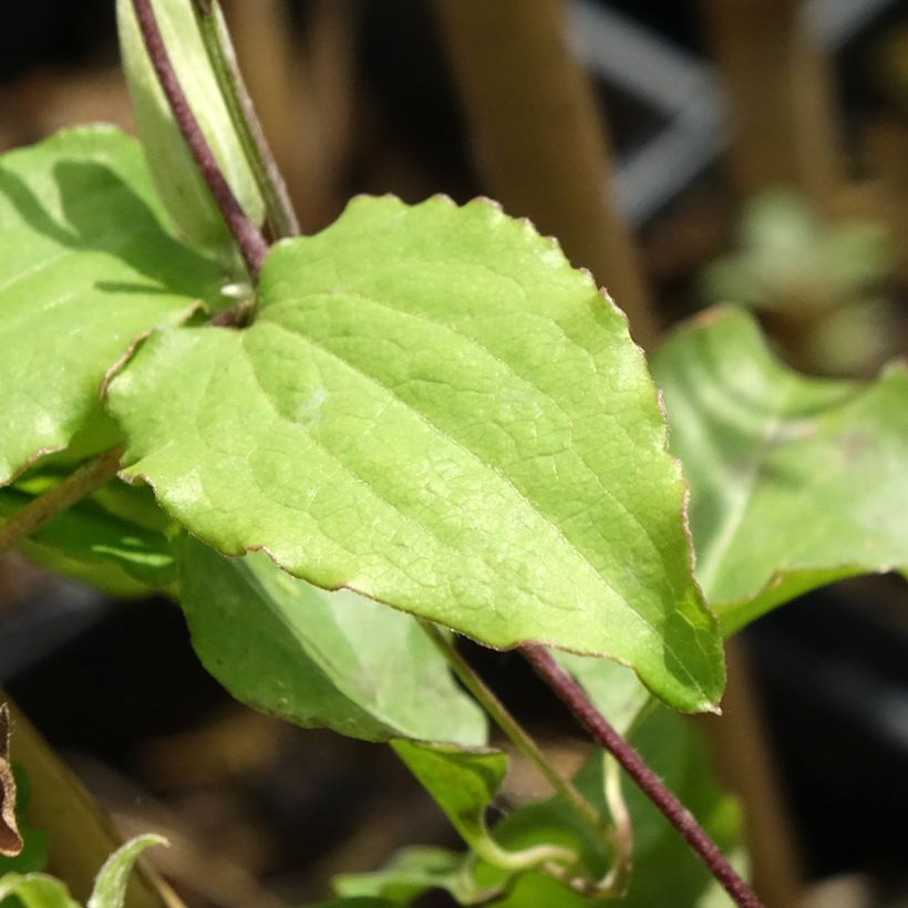 Clematite - Clematis Rebecca (Foliage)