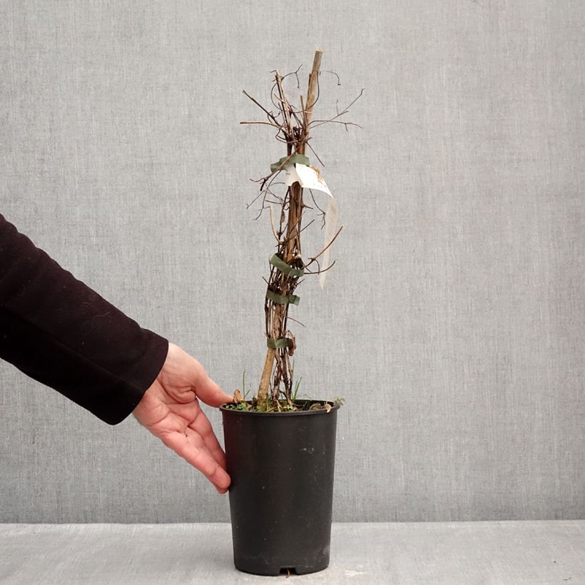 Example of Clématite - Clematis Red Passion Pot de 2L/3L as you get in hiver