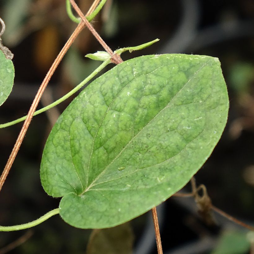 Clématite - Clematis Red Star (Foliage)