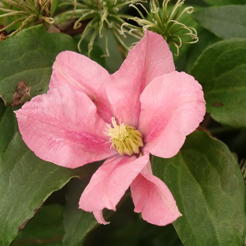 Clématite - Clematis Rosamunde  (Flowering)