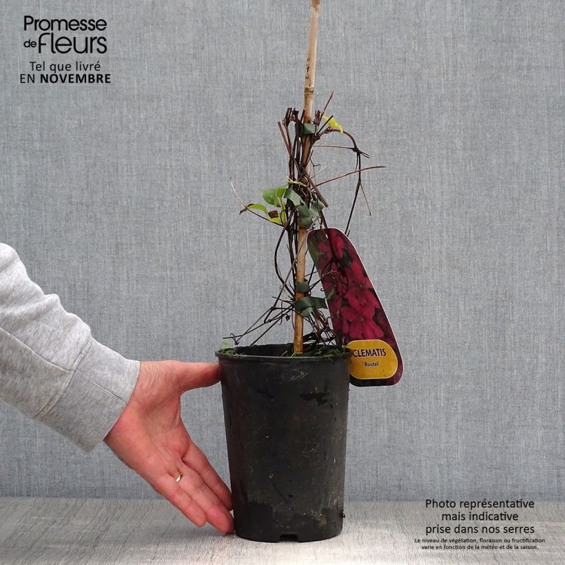 Spécimen de Clématite - Clematis Ruutel Pot de 2L/3L tel que livré en automne