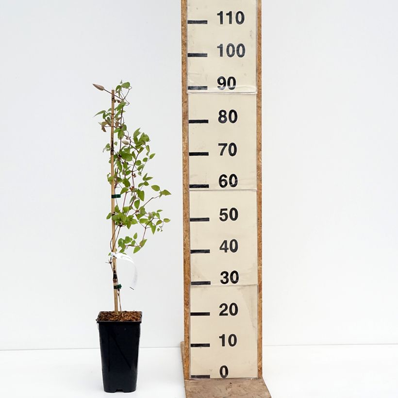 Spécimen de Clématite - Clematis Samaritan Jo 'Evipo075' Pot de 2L/3L tel que livré au printemps