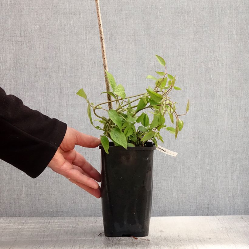 Example of Clématite - Clematis Saphyra Estrella Pot de 1,5L/2L as you get in printemps