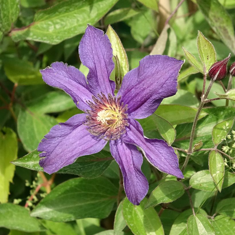 Clématite - Clematis Saphyra Indigo (Flowering)