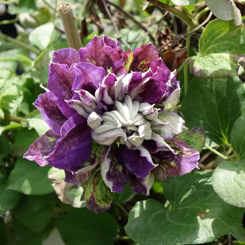 Clématite - Clematis Shin-Shigyoku (Flowering)