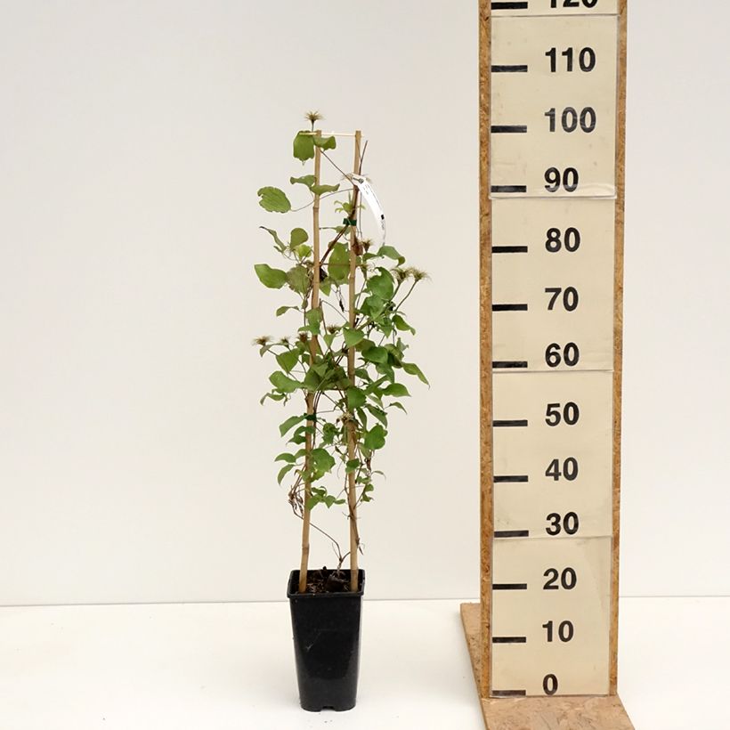 Example of Clématite - Clematis Solidarnosc Pot de 2L/3L as you get in printemps