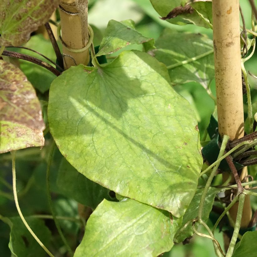 Clématite - Clematis Solidarnosc (Foliage)