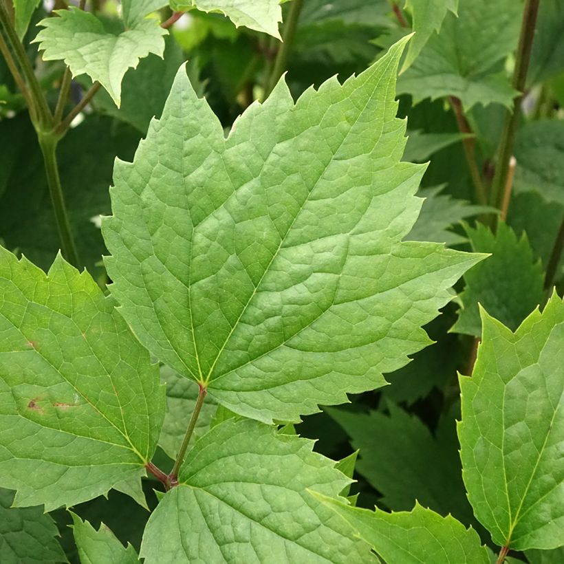Clématite - Clematis stans (Feuillage)