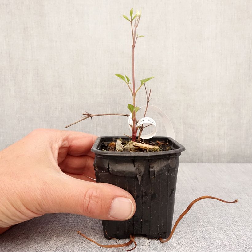 Example of Clématite - Clematis Star of India Godet de 8/9 cm as you get in printemps