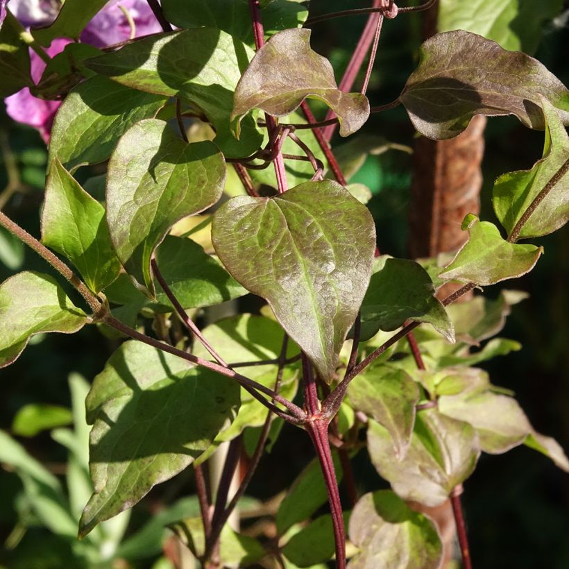 Clématite - Clematis Super Cute (Feuillage)