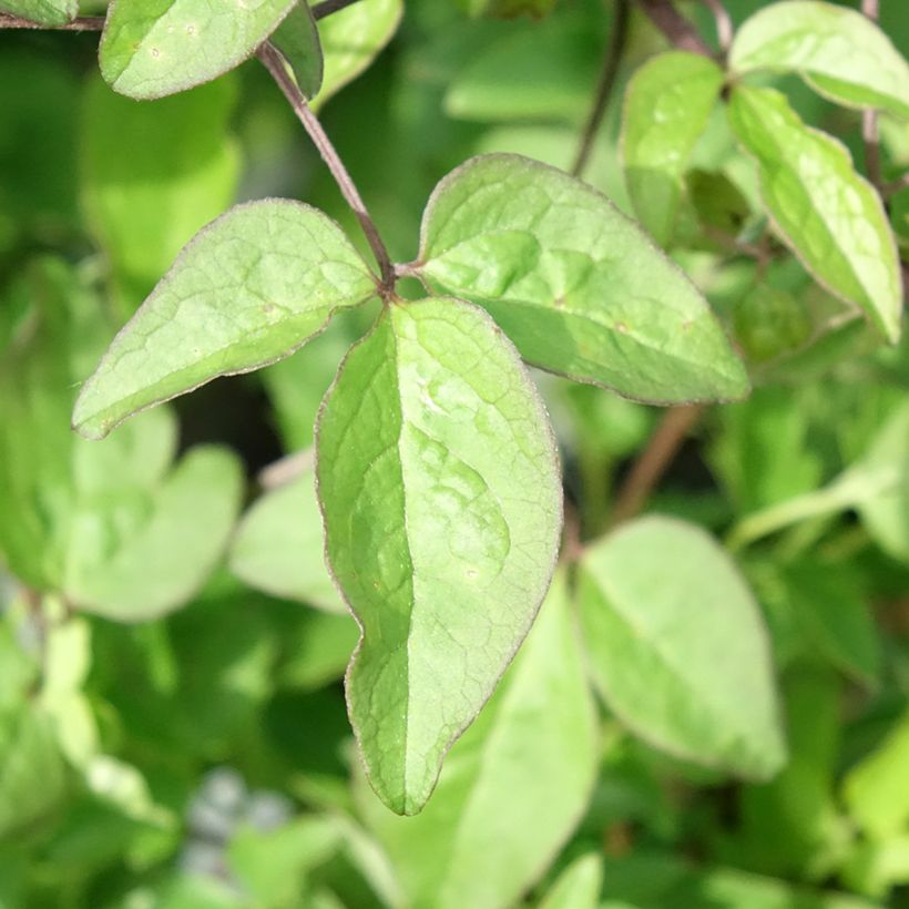 Clématite - Clematis Supernight (Foliage)