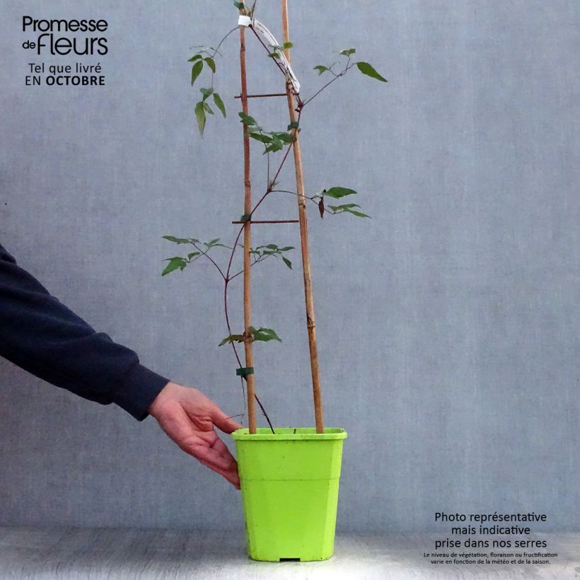 Spécimen de Clématite - Clematis Taiga  Pot de 1,5L/2L tel que livré en automne