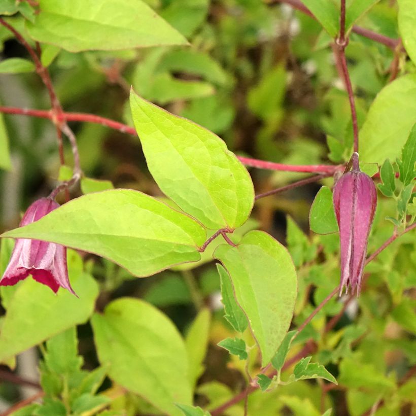 Clématite - Clematis tangutica Aureolin  (Foliage)