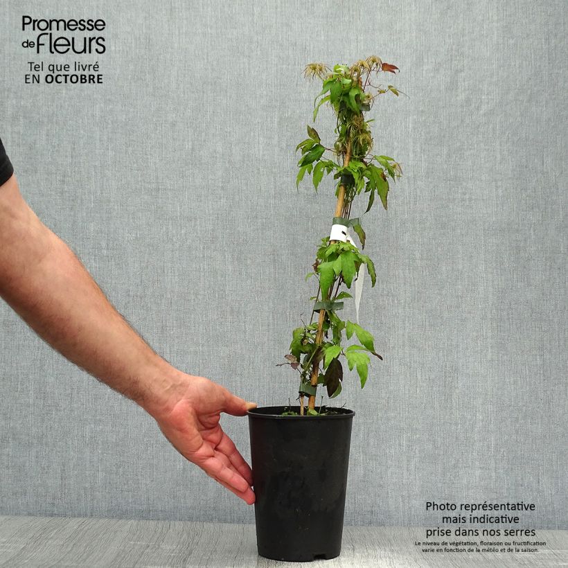 Spécimen de Clématite - Clematis Grace Pot de 2L/3L tel que livré en automne
