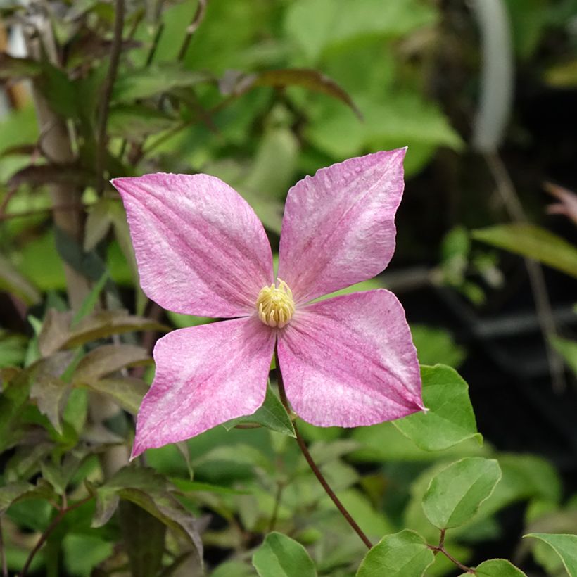 Clématite - Clematis tangutica Grace (Floraison)