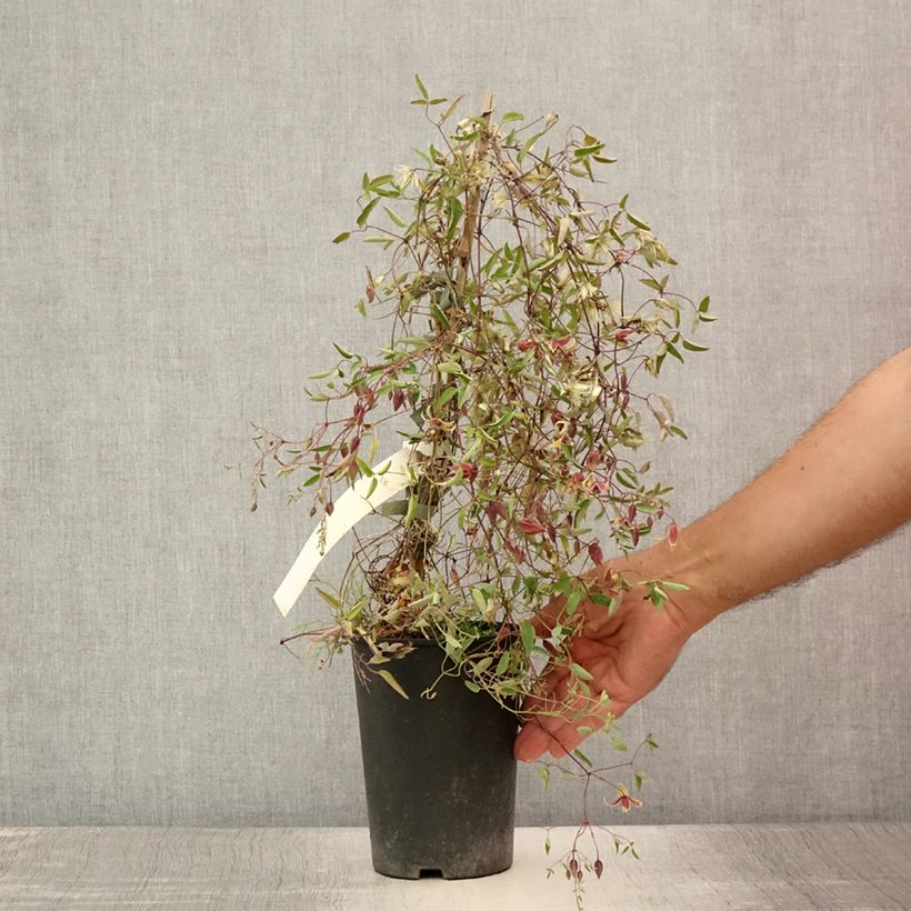 Spécimen de Clématite - Clematis tangutica My Angel Pot de 2L/3L tel que livré en été