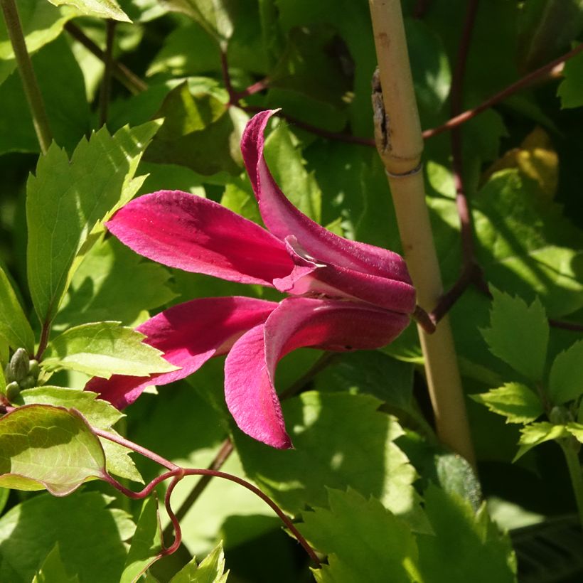 Clématite - Clematis texensis Duchess of Albany (Floraison)