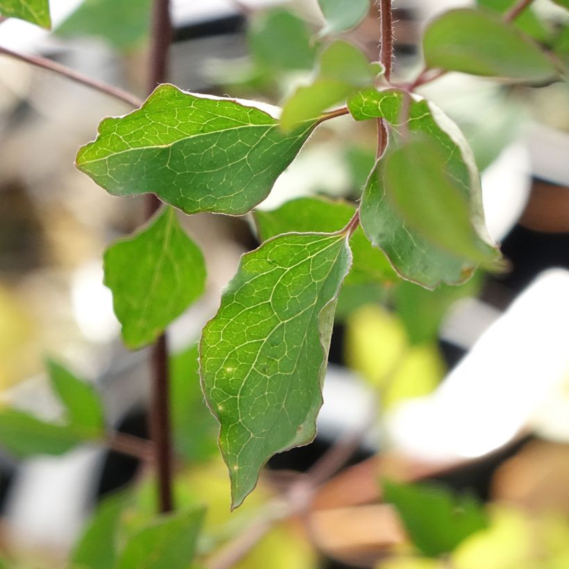 Clématite - Clematis texensis Notre-Dame de Paris (Feuillage)