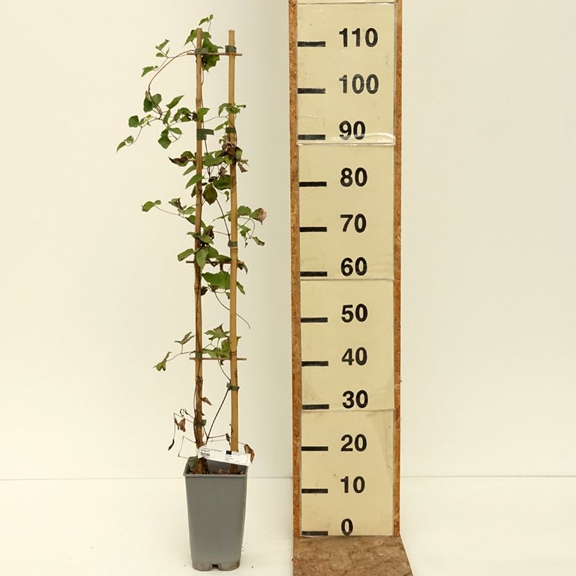 Spécimen de Clématite - Clematis texensis Notre-Dame de Paris Pot de 3L/4L tel que livré en été