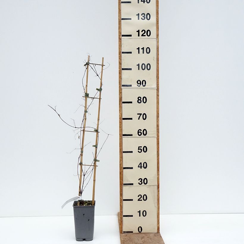 Example of Clématite - Clematis texensis Notre-Dame de Paris Pot de 3L/4L as you get in hiver