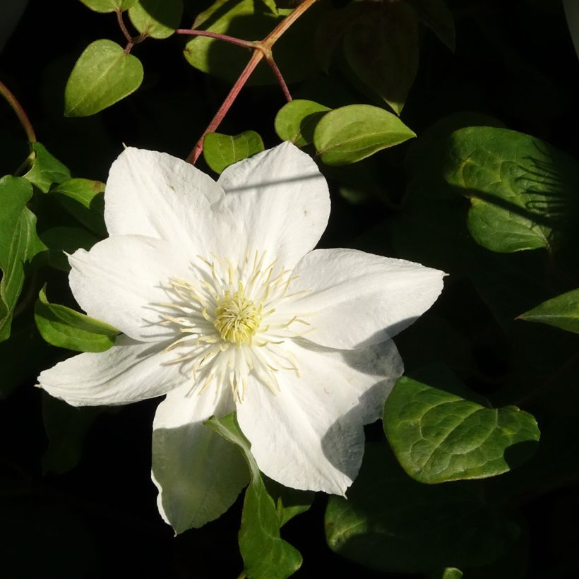 Clématite - Clematis The Bride (Floraison)