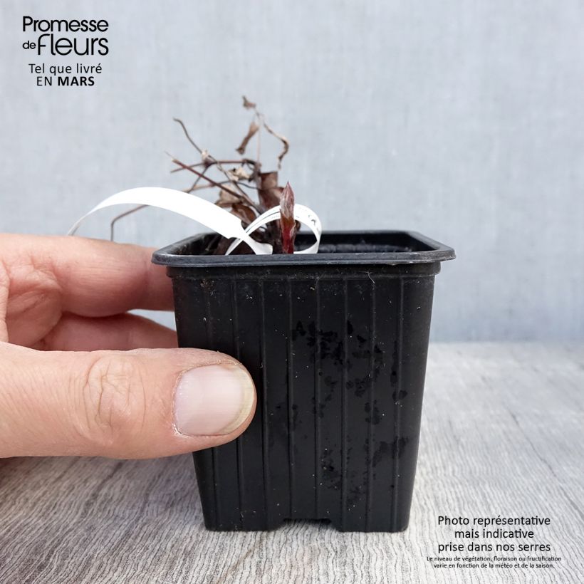 Example of Clématite - Clematis The President Godet de 8/9 cm as you get in printemps